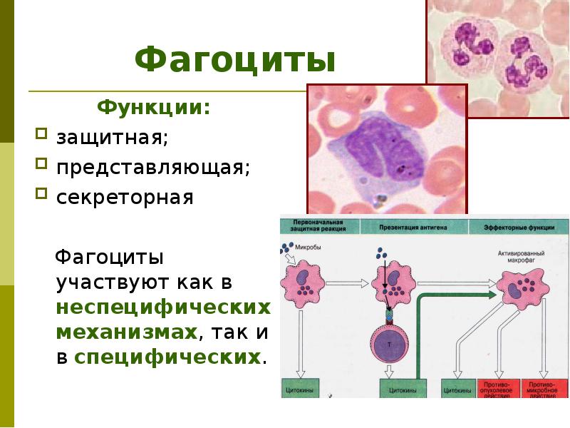 Как выглядит иммунная система человека фото