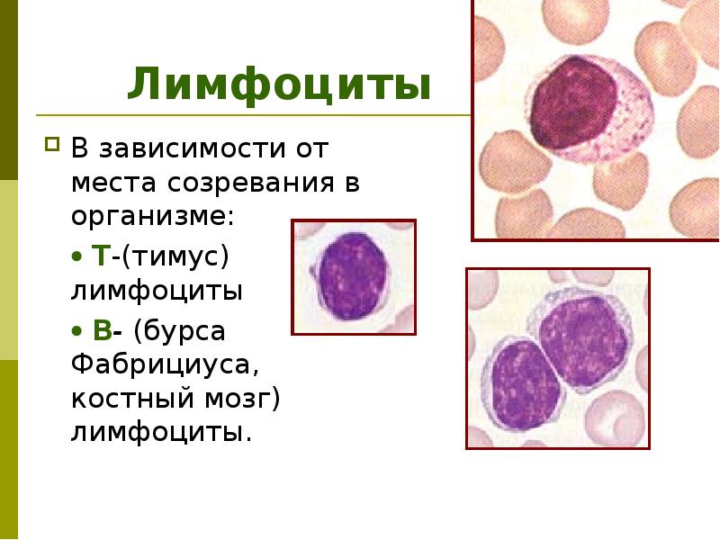 Иммунная система гистология презентация