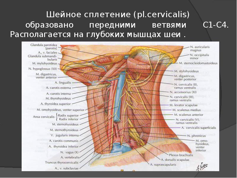 Глубокая шейная петля. Шейное сплетение анатомия препарат.