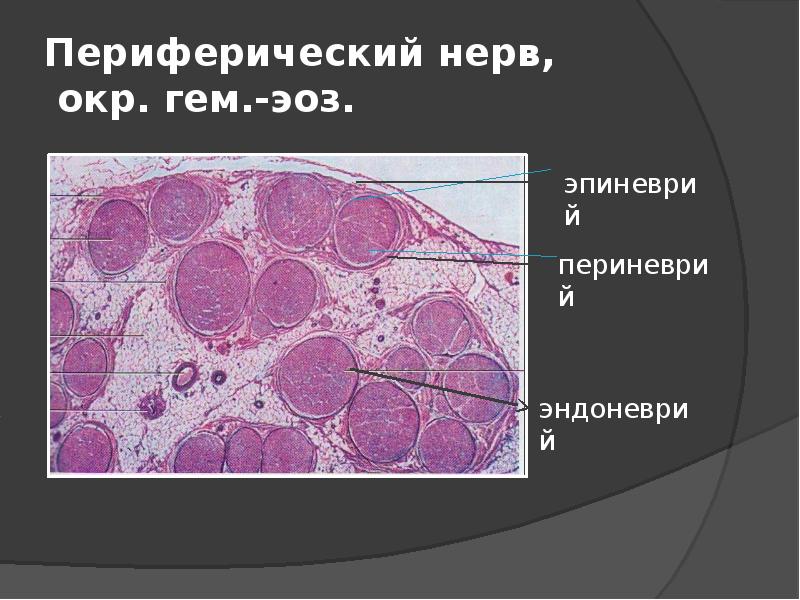 Периферические нервы