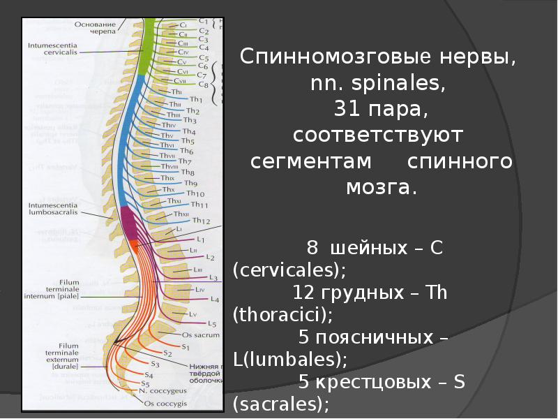 Спинномозговые нервы презентация