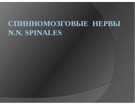 Спинномозговые нервы