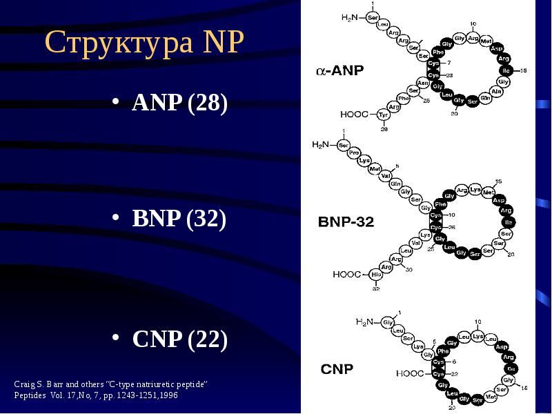 Структура NP ANP (28) BNP (32) CNP (22)