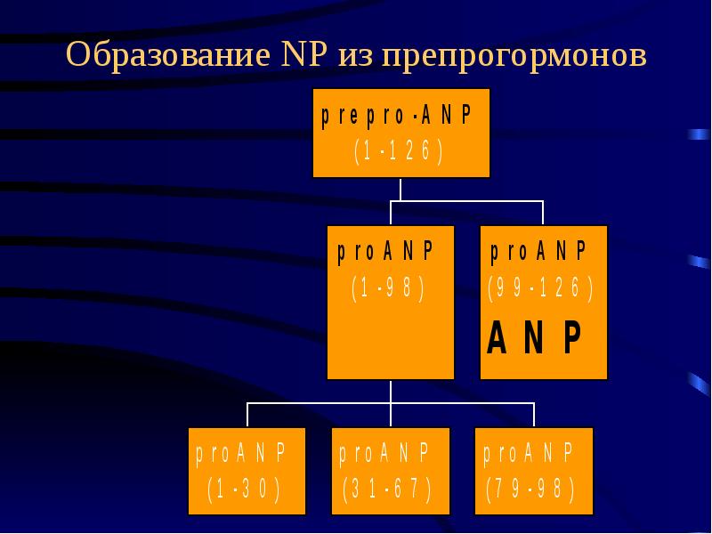 Образование NP из препрогормонов