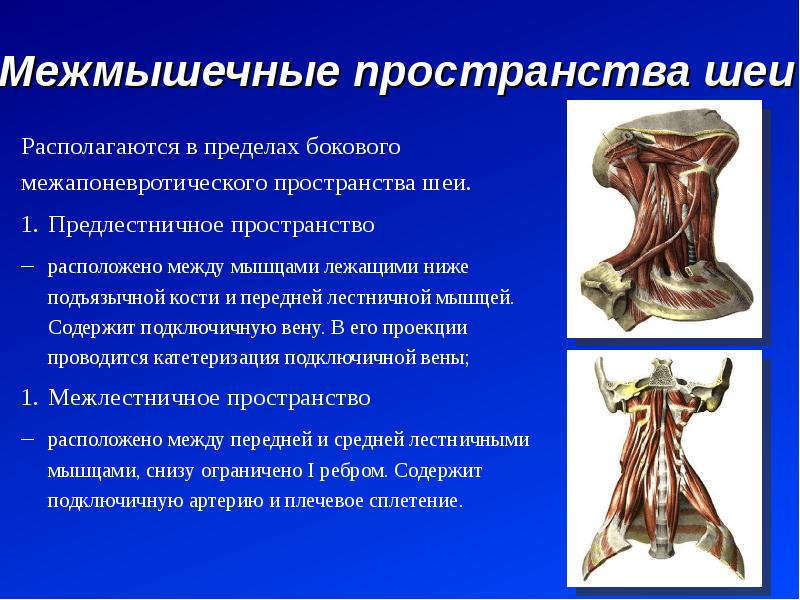 Пространство содержит. Лестнично Позвоночный треугольник шеи топографическая анатомия. Подключичная артерия - спереди от передней лестничной мышцы. Межмышечные пространства шеи. Межлестничное пространство шеи.