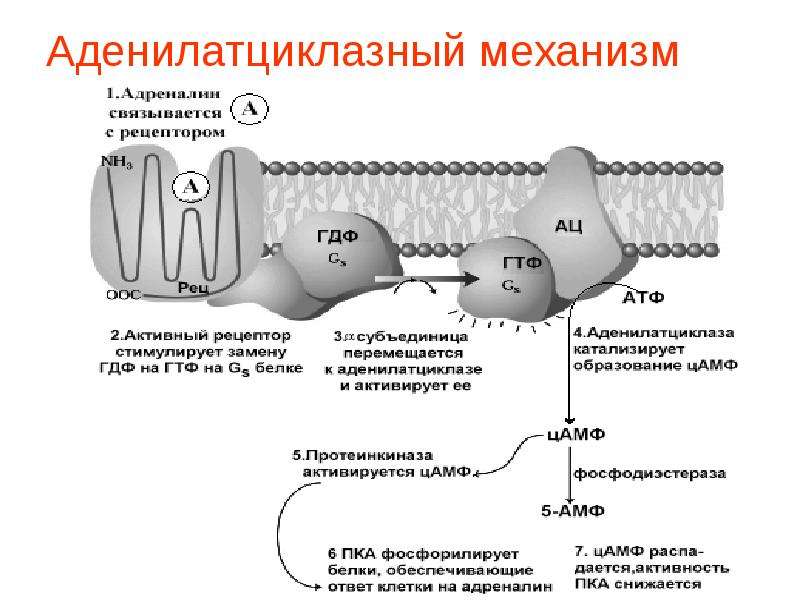 Схема действия адреналина на жировую клетку