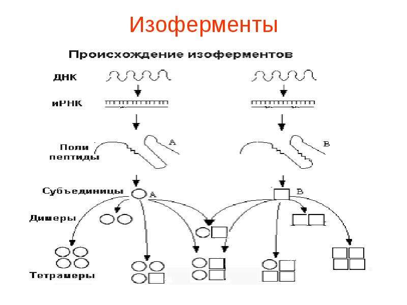 Ферменты изоферменты. Мультиферментные системы биохимия. Проферменты изоферменты мультиферментные комплексы. Изоферменты(изозимы). Мультиферменты. Изоферменты примеры биохимия.