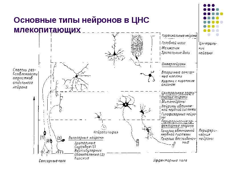 Основные типы нейронов. Виды нейронов ЦНС. Нервная ткань физиология. Виды нейронных цепей в ЦНС.