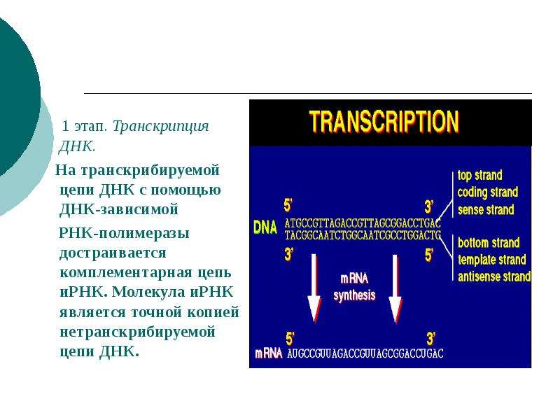 Транскрибируемая цепь