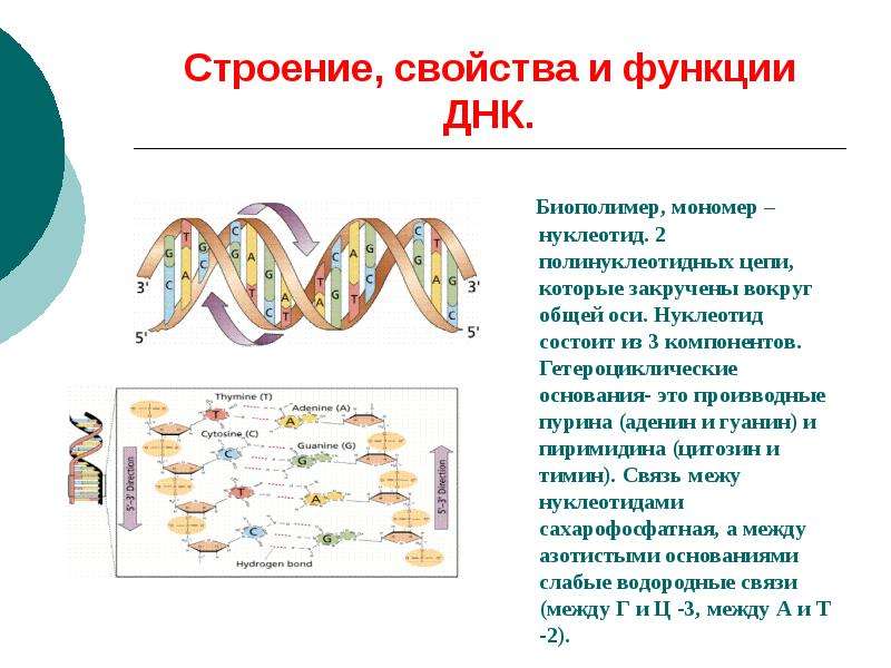 Нуклеотид биополимер. ДНК строение структура функции. Строение ДНК репликация функции. Структура и функции молекул ДНК.