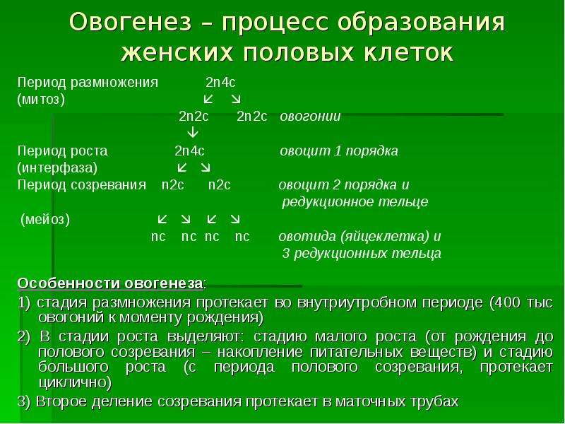 Период размножения. Периоды овогенеза. Овогенез процесс образования. Второе деление овогенеза. Периодизация овогенеза.