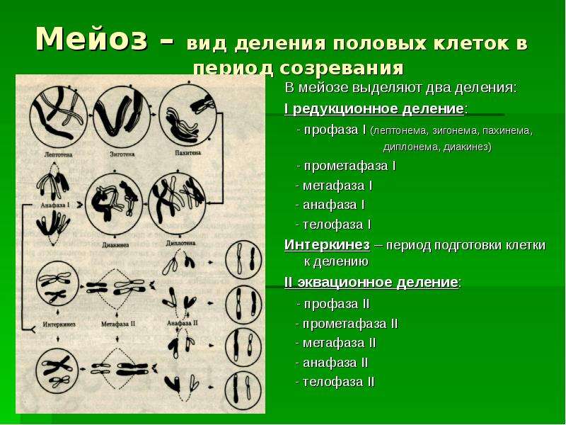 Основа размножения мейоза