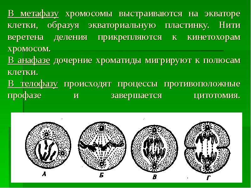 Хромосомы выстраиваются. Состояние хромосом в метафазе. На экваторе клетки выстраиваются хромосомы. Анафаза дочерние хромосомы. Хромосомы прикрепленные нитями веретена деления.