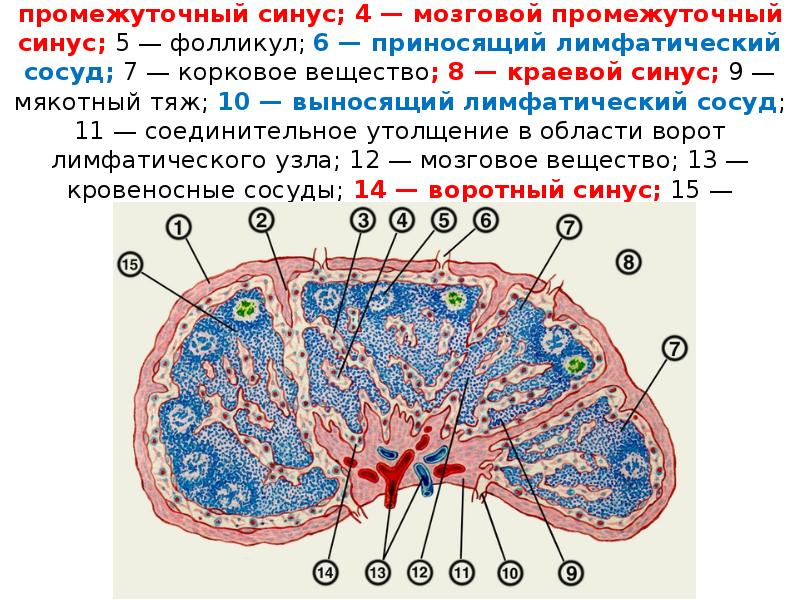 Промежуточное между. Мозговой синус лимфатического узла препарат. Строение синусов лимфатического узла. Воротный синус лимфатического узла. Синусы лимфатического узла гистология.