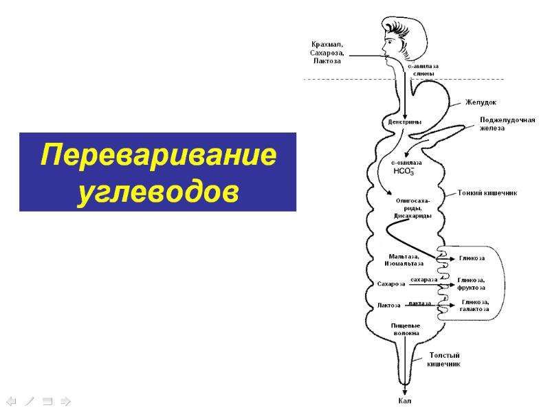 Ферменты участвующие в переваривании углеводов. Схема переваривания углеводов. Схема переваривания крахмала биохимия. Схема пищеварения углеводов. Процесс переваривания углеводов.