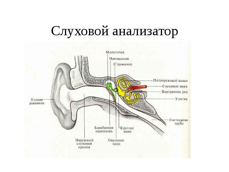 Слуховой анализатор физиология презентация