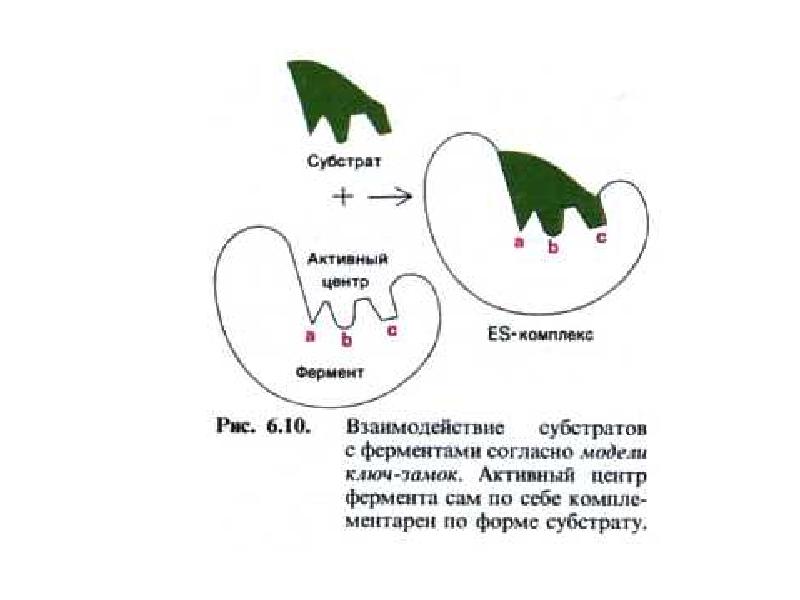 История открытия ферментов презентация