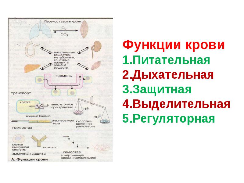 Презентация биохимия молока