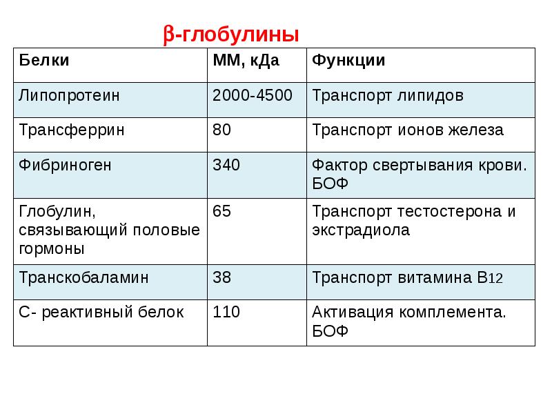 Главный белок. Глобулины биохимия. Бета глобулины биохимия. Биохимия крови глобулины. Функции глобулинов в крови.