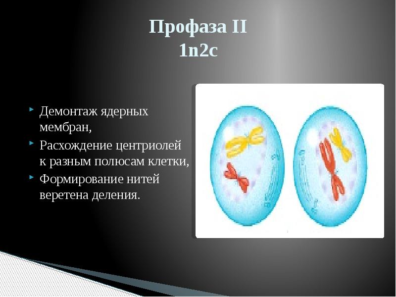 Профаза 2 мейоза рисунок