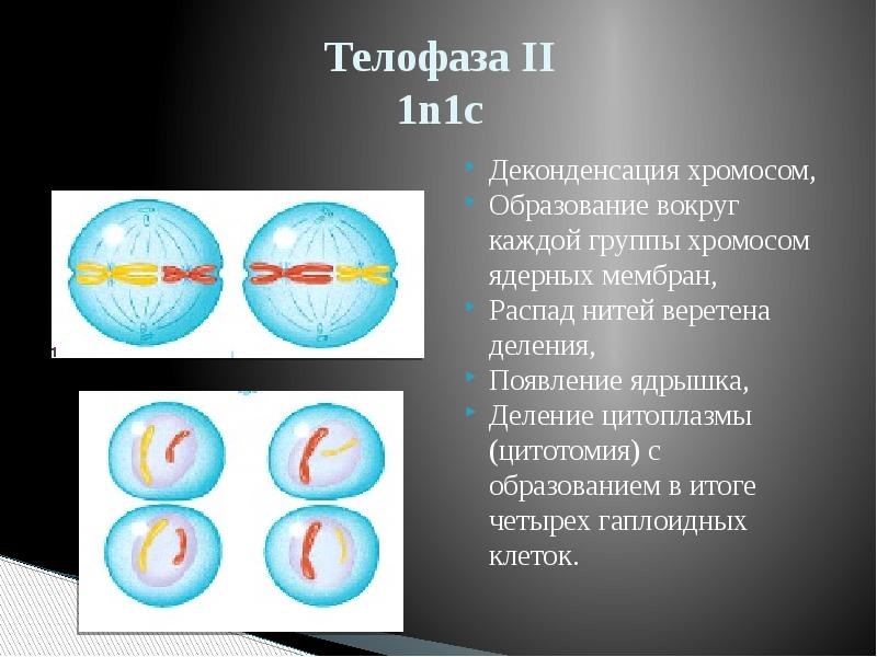 Телофаза мейоза 2 рисунок