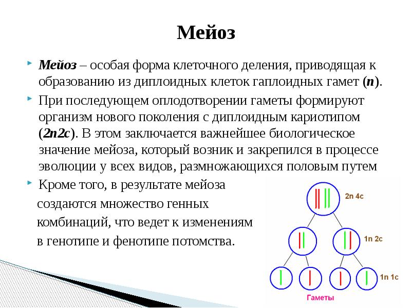 Презентация на тему мейоз