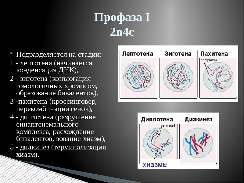 Сколько хромосом в телофазе мейоза 1. Профаза 1 и профаза 2. Профаза 1 подразделяется на стадии. Мейоз лептотена зиготена. Профаза 1 мейоза лептотена зиготена пахитена.