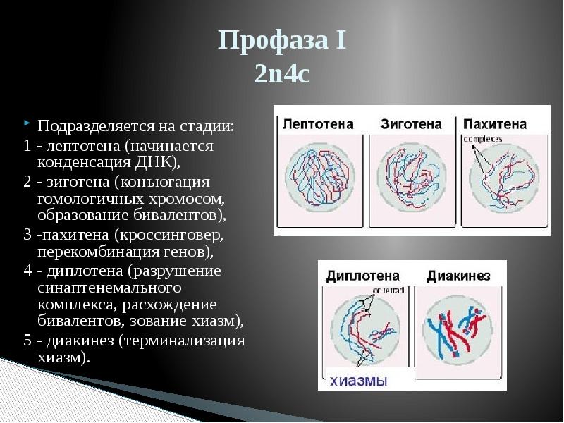 Профаза первого деления. Профаза 1 подразделяется на стадии. Мейоз лептотена зиготена. Лептотена мейоза 1. Мейоз лептотена зиготена пахитена диплотена диакинез.