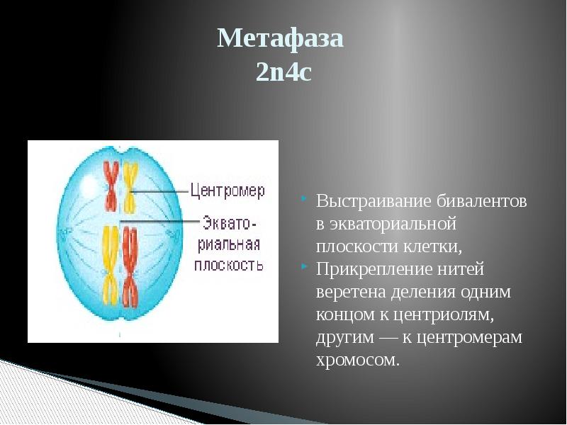 Расположение бивалентов в плоскости экватора. Метафаза 2. Метафаза мейоза II. Метафаза мейоза 1. Выстраивание бивалентов в экваториальной плоскости клетки.