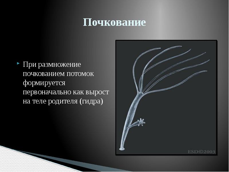 Интенсивность размножения организмов