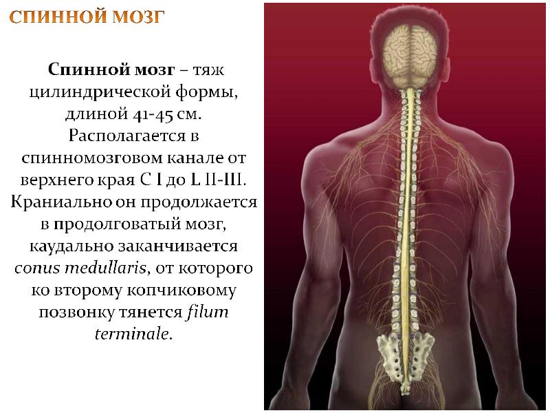 Как выглядит спинной мозг человека фото