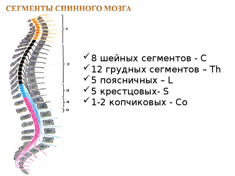 Спинной мозг факты