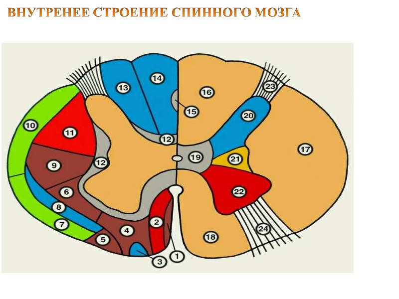 Спинной мозг картинка егэ