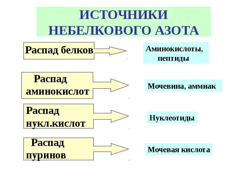 Источник аминокислот