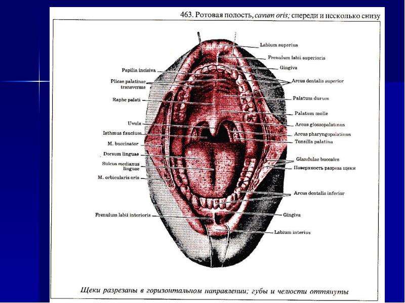 Выберите три верно обозначенные подписи к рисунку на котором изображено строение ротовой полости