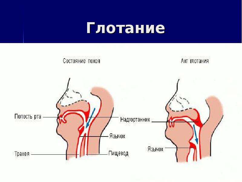 Не дают трахее сужаться. Попадание пищи в трахею. Процесс глотания у человека.