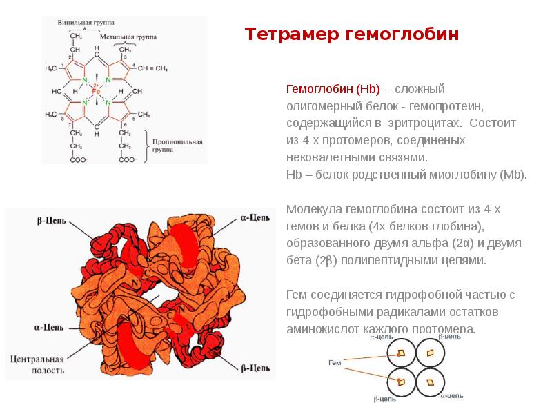 Гемоглобин строение виды. Строение бета цепей гемоглобина. Альфа структура гемоглобина. Структура белковой молекулы гемоглобина. Химические связи в гемоглобине.
