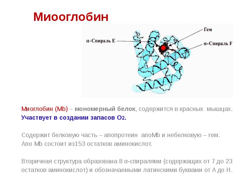 Состоит из аминокислотных остатков