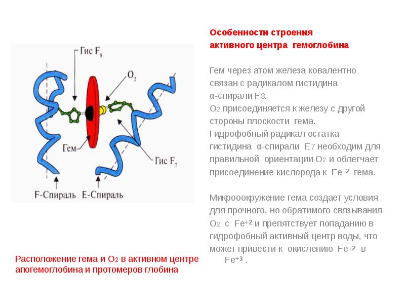 Схема связывания газов гемоглобином карбокси и метгемоглобин