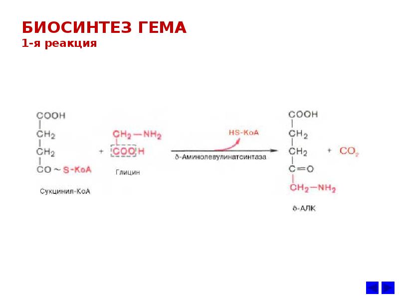 Синтез гему