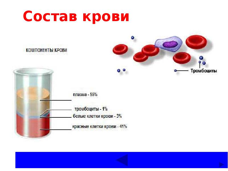 Компоненты крови презентация