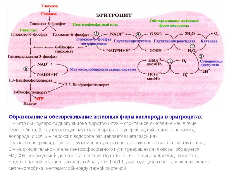 Биохимия эритроцитов. Схему обезвреживания активных форм о2 в эритроцитах. Реакция образования активных форм кислорода в эритроцитах. Образование активных форм кислорода в эритроцитах. Образование и обезвреживание активных форм кислорода в эритроцитах.