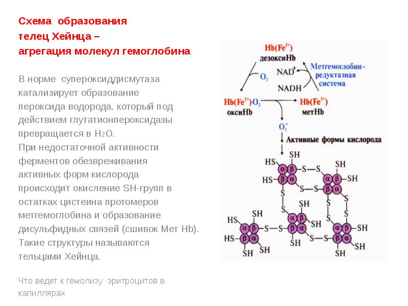 Какое соединение молекулы гемоглобина с кислородом. Схема вторичной структуры молекулы гемоглобина. Тельца Хайнца биохимия. Схема образования Телец Хайнца – агрегация гемоглобина. Схема биологическое окисление гемоглобина.