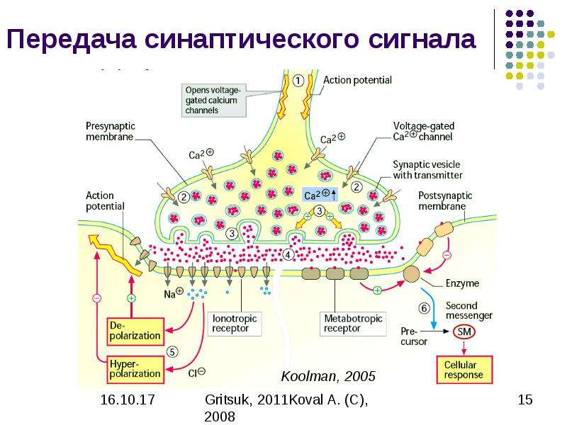 Презентация биохимия нервной системы