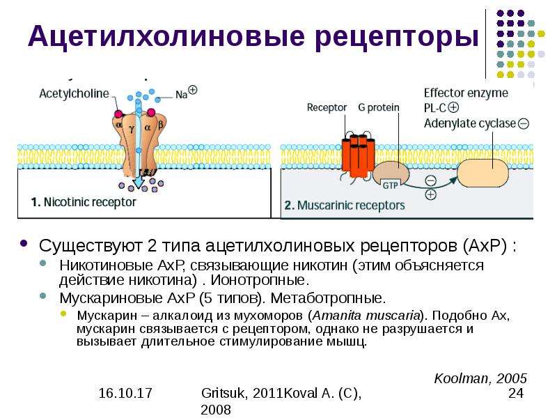 Презентация биохимия нервной системы