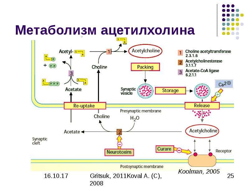 Презентация биохимия нервной системы