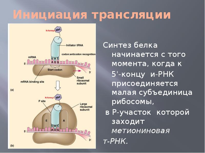 Инициация белок. Биосинтез белка инициация трансляции. Инициация трансляции. Инициация трансляции рибосома. Инициация биосинтеза белка.