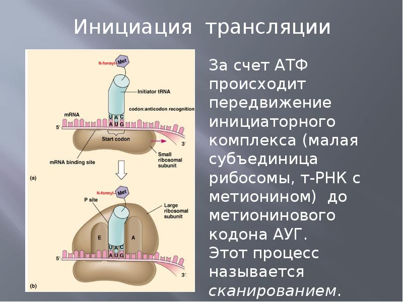 Биосинтез белка презентация 11 класс