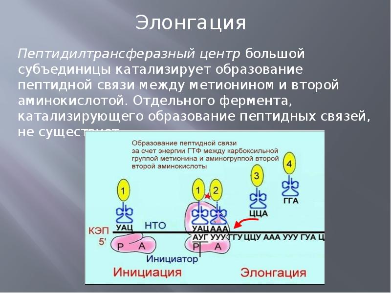 Биосинтез белка презентация 11 класс