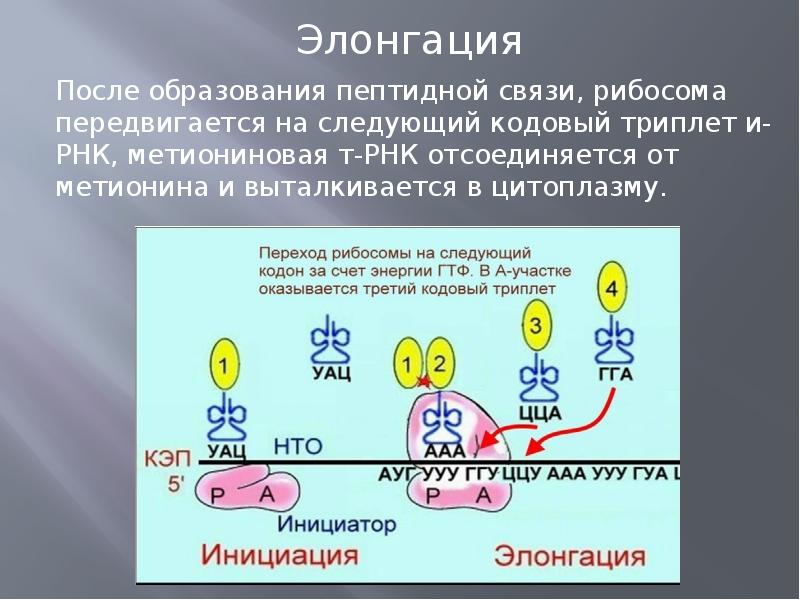 Белка презентация для детей